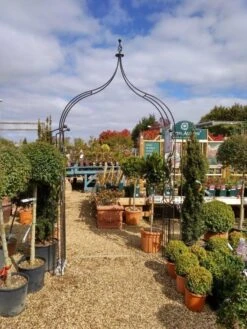 Poppy Forge Flower Arch Ogee -Garden Furniture Shop 53242 26533